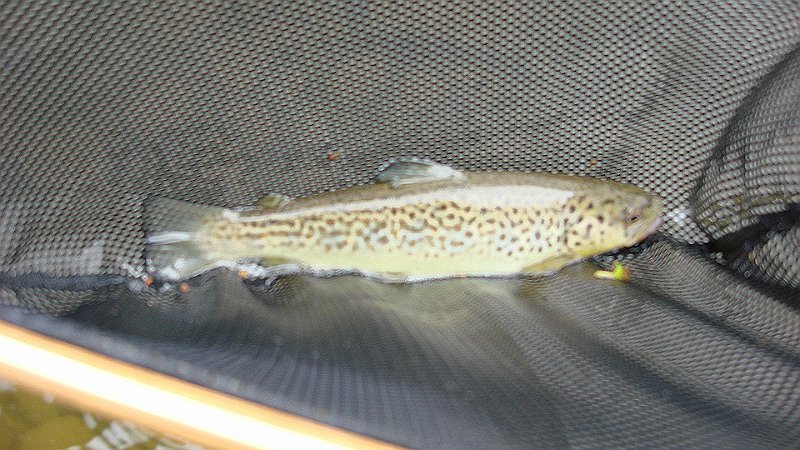 Kettle Brown4.JPG